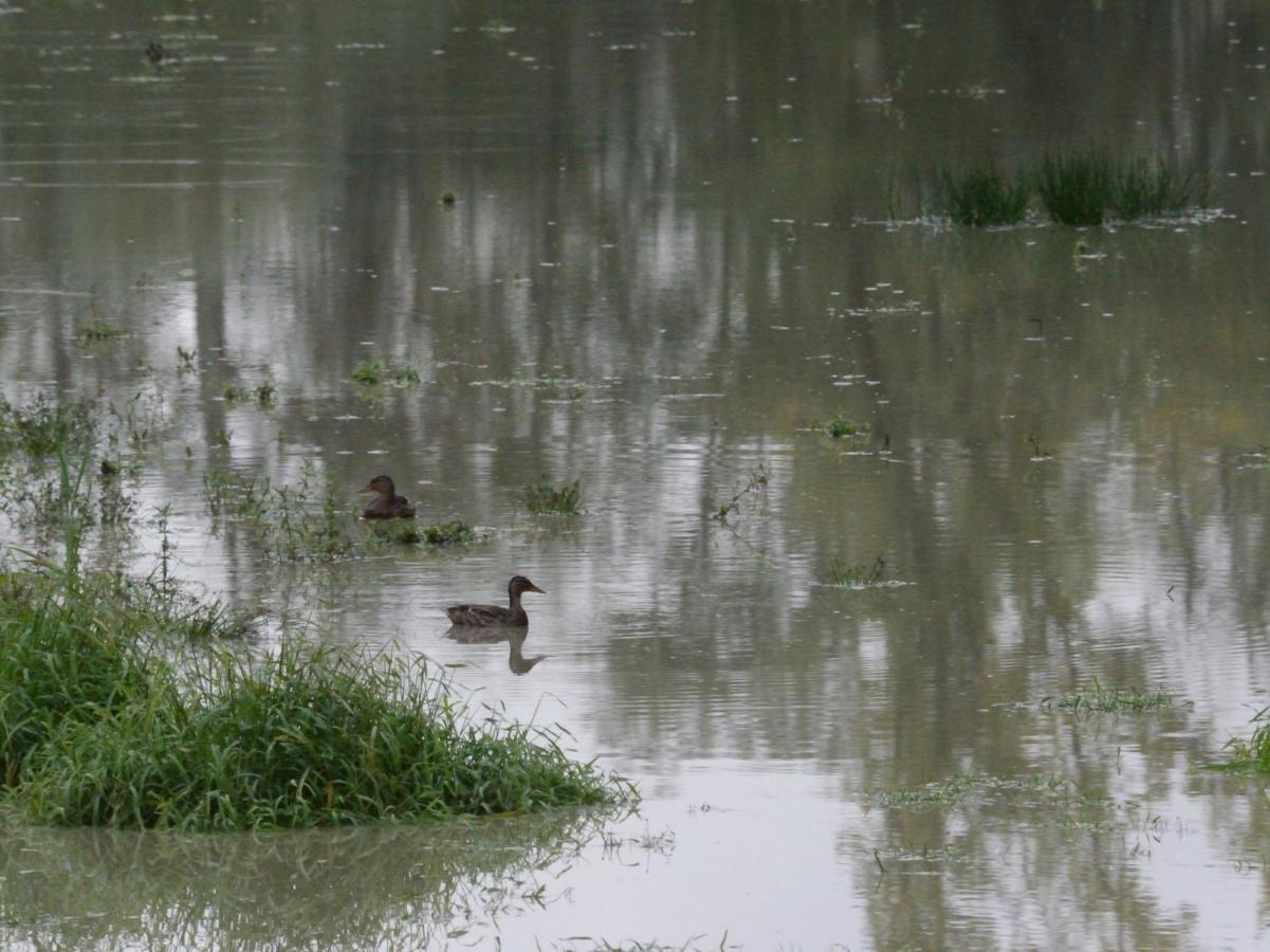 Willa La Ravine Au Bord Du Loing Montigny-sur-Loing Zewnętrze zdjęcie