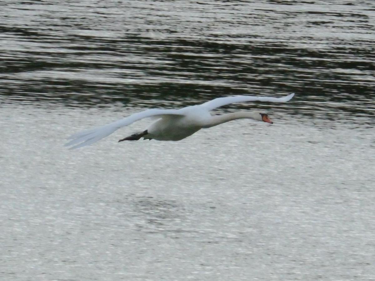 Willa La Ravine Au Bord Du Loing Montigny-sur-Loing Zewnętrze zdjęcie